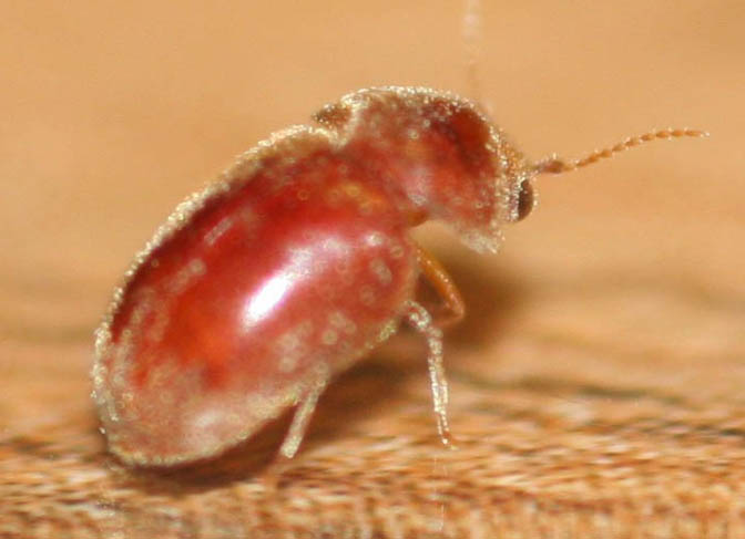 ��Ҋ���ձ���ư�x�����u�·� ׽�x���˶��쯂��