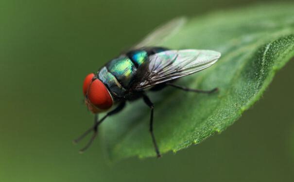 �nω����ЩΣ������Щ�������nωЧ���ã�